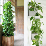 pothos-pyramid-vertical-garden