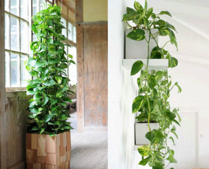 pothos-pyramid-vertical-garden